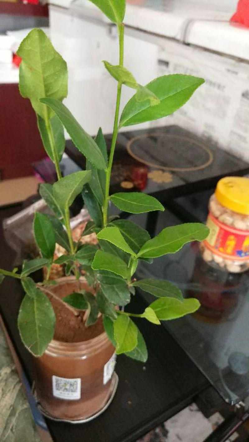 观音茶