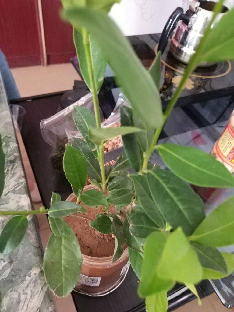 安溪铁观音