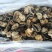 海螺头，玉螺肉单冻，肚脐螺。