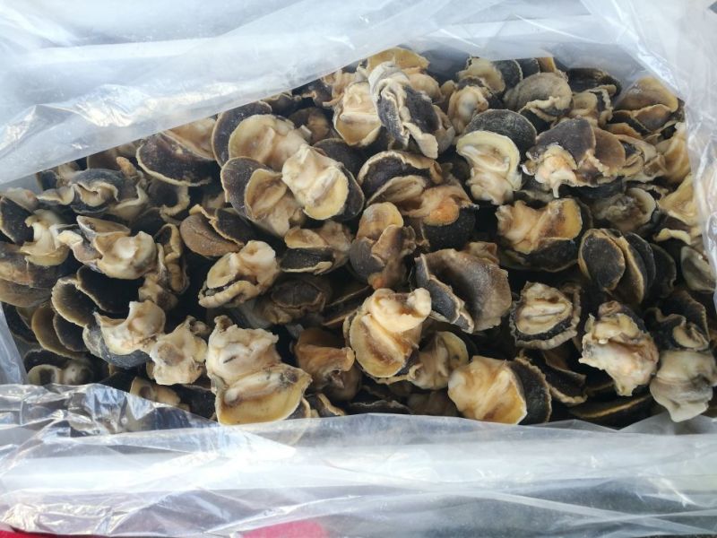 海螺头，玉螺肉单冻，肚脐螺。