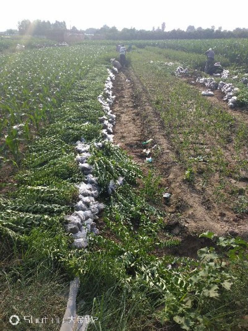 出售大田定植绿水腊苗，丛生金叶水腊，产地直供，