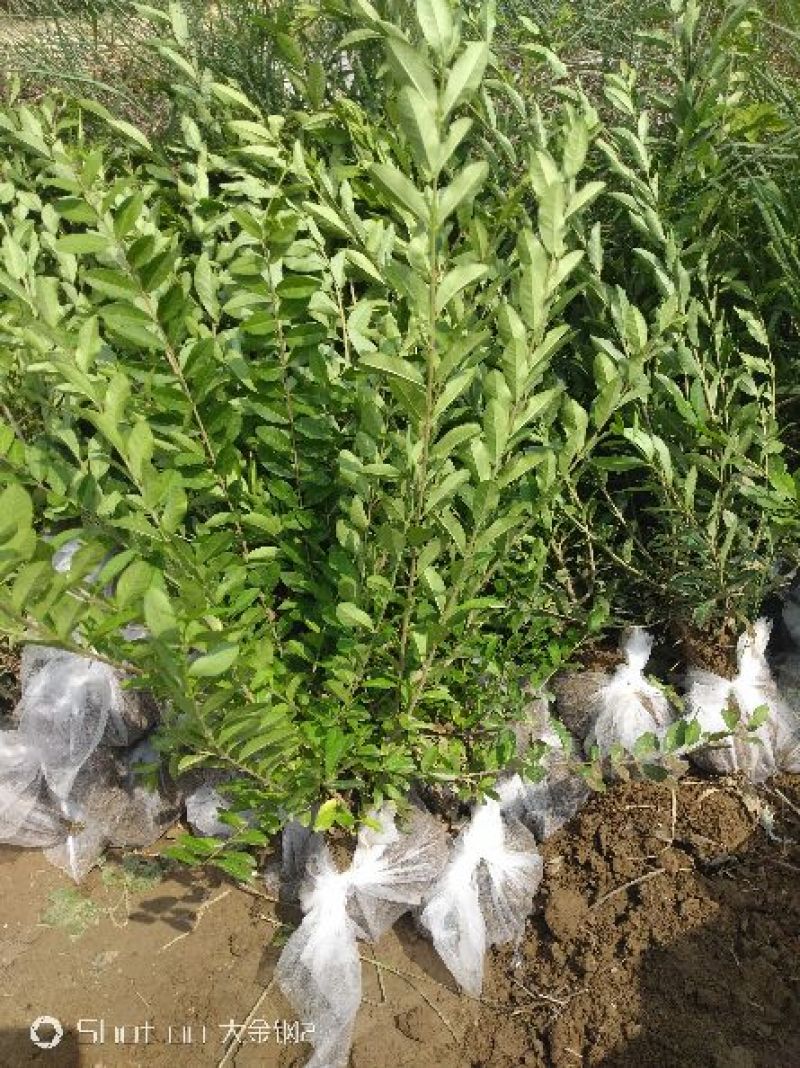 出售大田定植绿水腊苗，丛生金叶水腊，产地直供，
