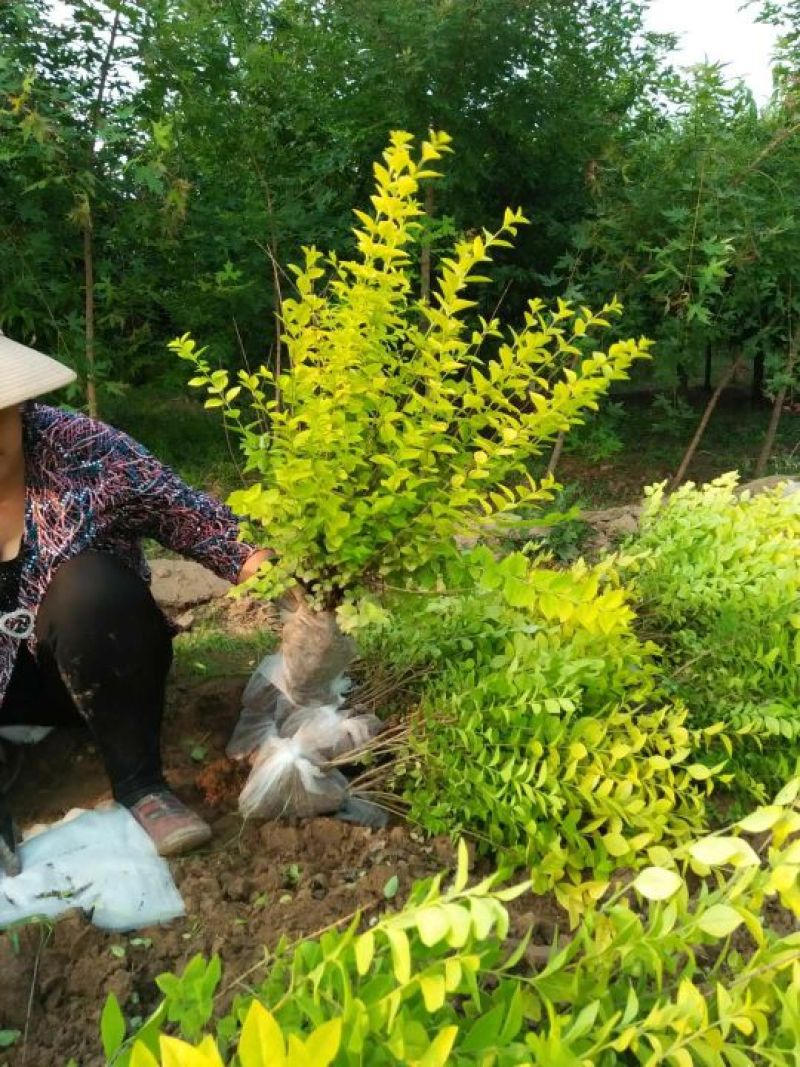 出售金叶女贞绿篱苗，营养杯女贞苗，基地直供，可以现场看苗