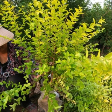 出售金叶女贞绿篱苗，营养杯女贞苗，基地直供，可以现场看苗
