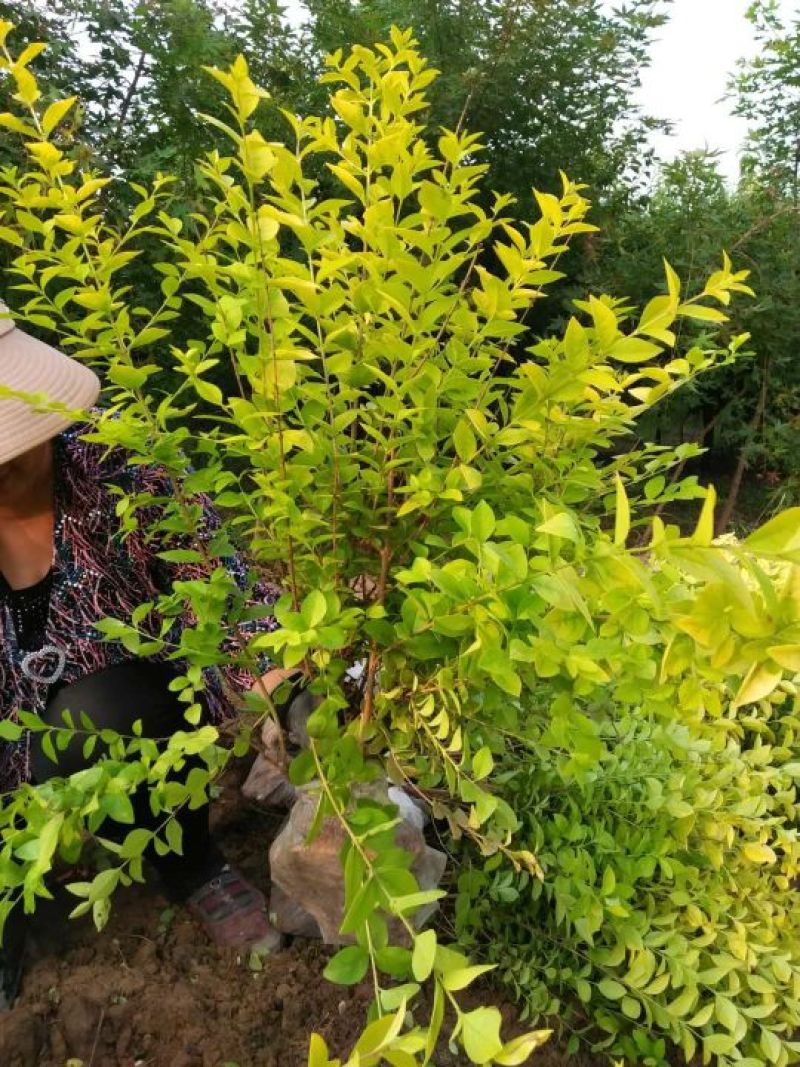 出售金叶女贞绿篱苗，营养杯女贞苗，基地直供，可以现场看苗