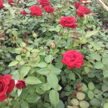 营养杯品种月季花，藤本月季等，产地直供