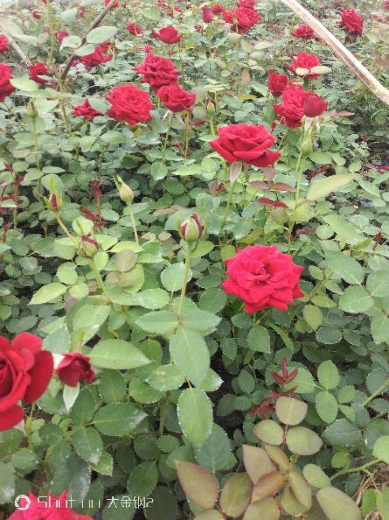 营养杯品种月季花，藤本月季等，产地直供