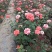 营养杯品种月季花，藤本月季等，产地直供