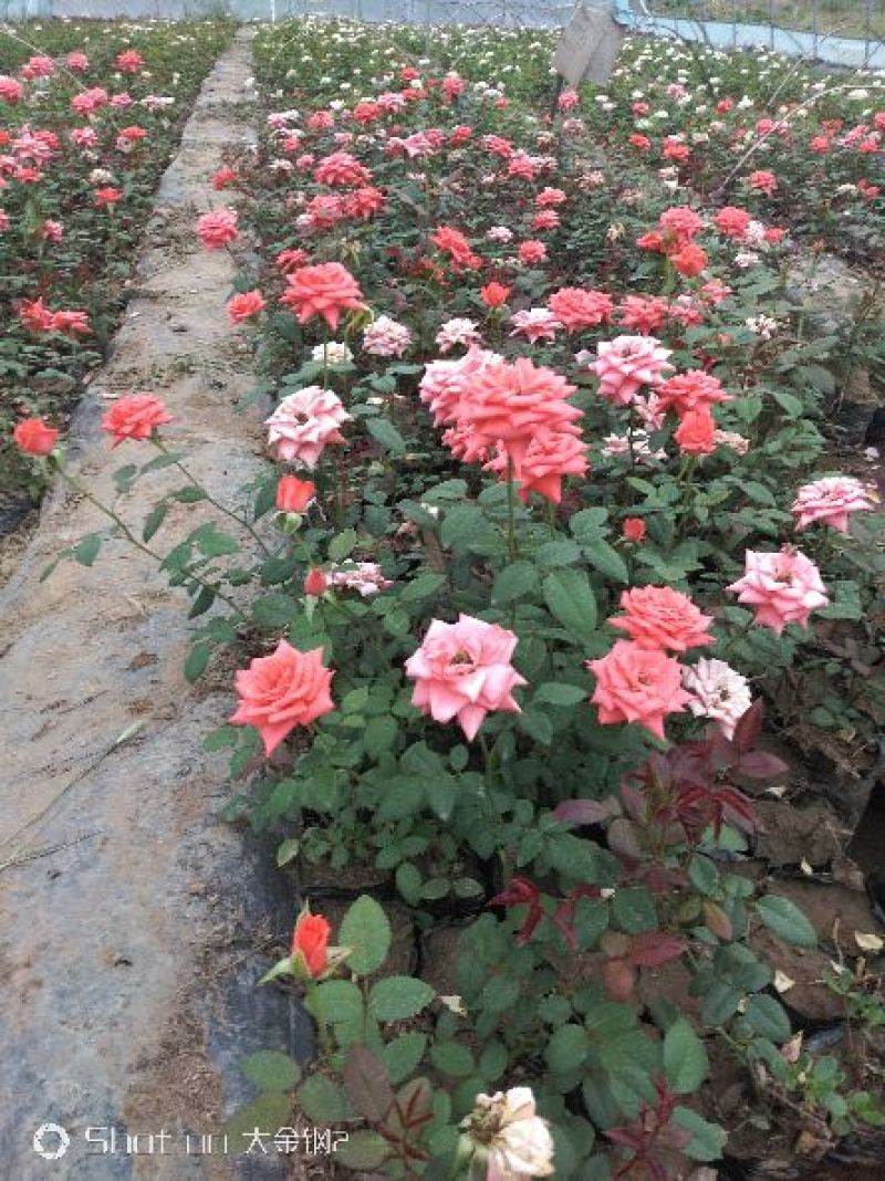 营养杯品种月季花，藤本月季等，产地直供