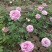 营养杯品种月季花，藤本月季等，产地直供