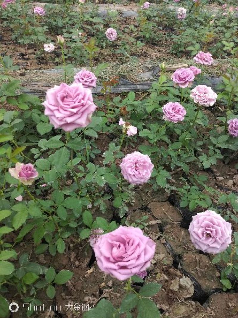 营养杯品种月季花，藤本月季等，产地直供