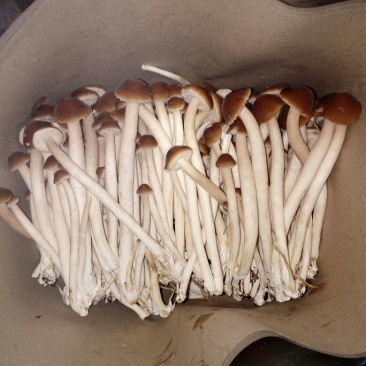 5号茶树菇（成都叫湾湾菇）口感好