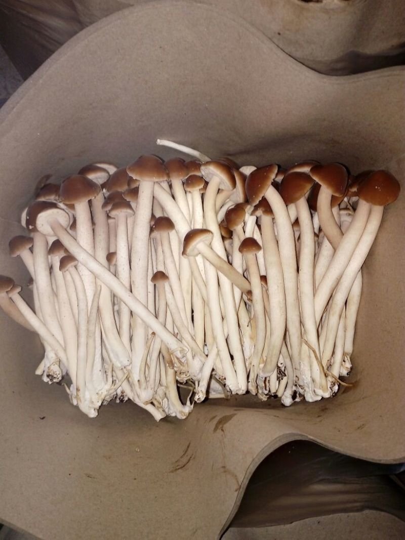 5号茶树菇（成都叫湾湾菇）口感好