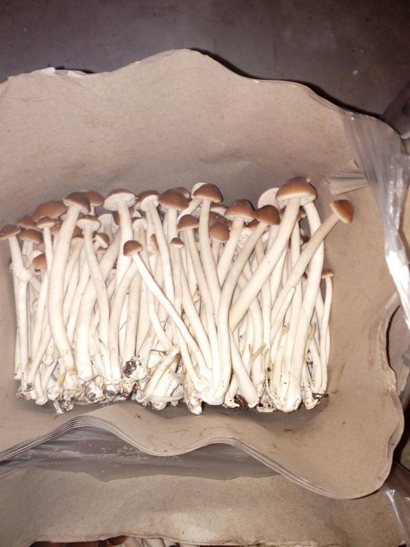 5号茶树菇（成都叫湾湾菇）口感好