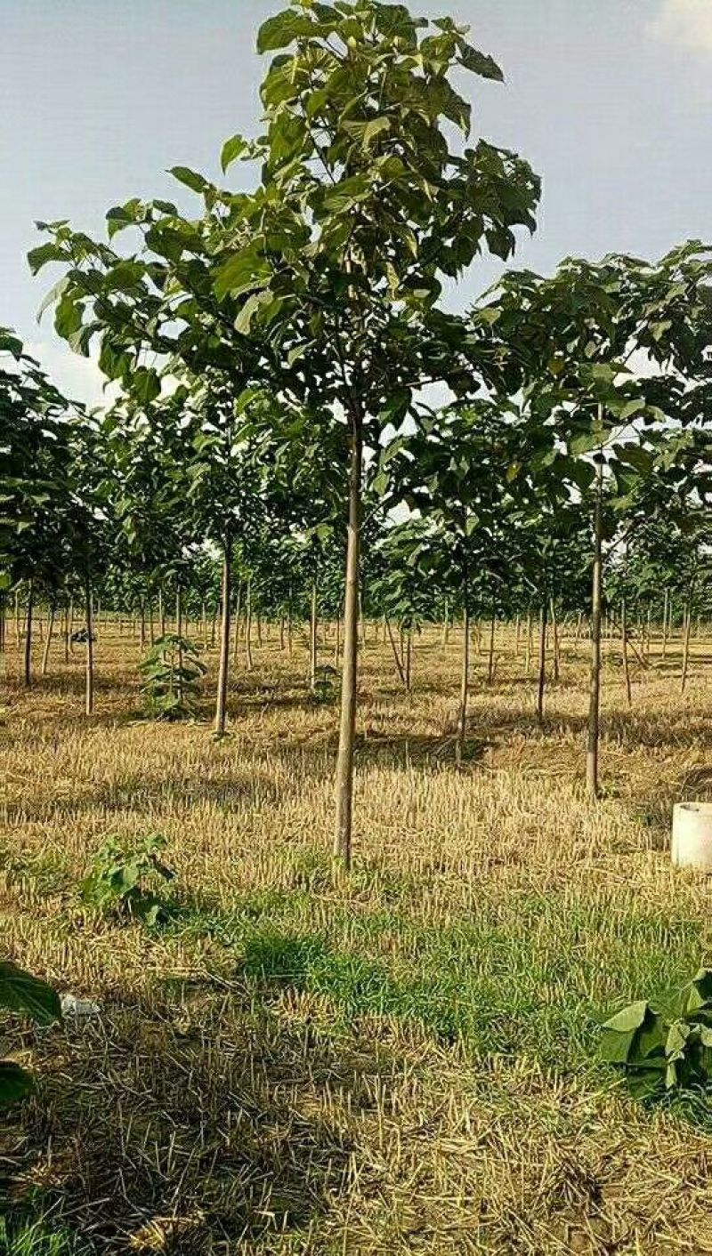 供应红花泡桐树