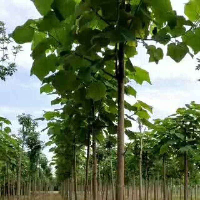 供应红花泡桐树