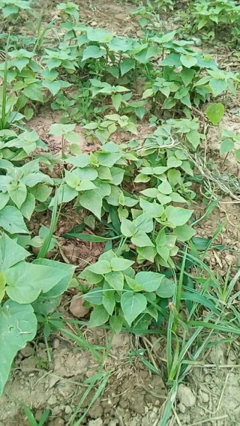 梓树