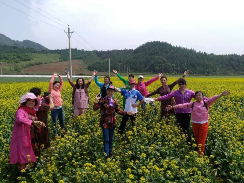 广东菜心