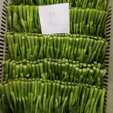 广东菜心