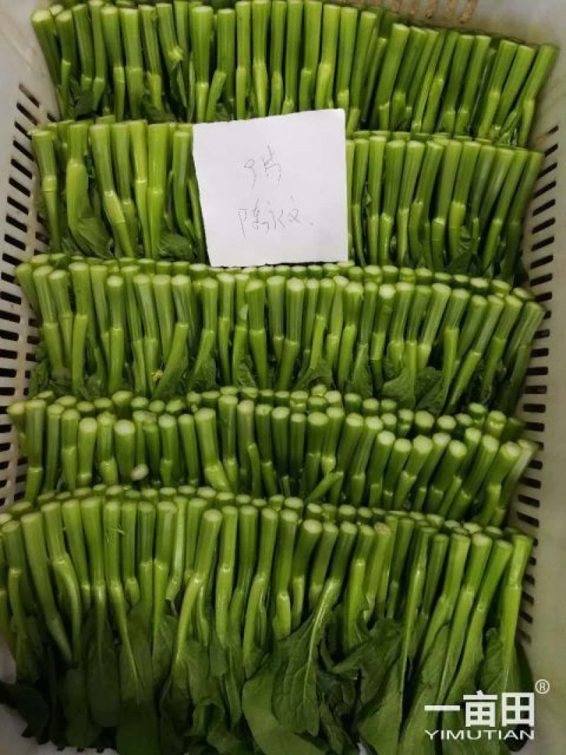 广东菜心