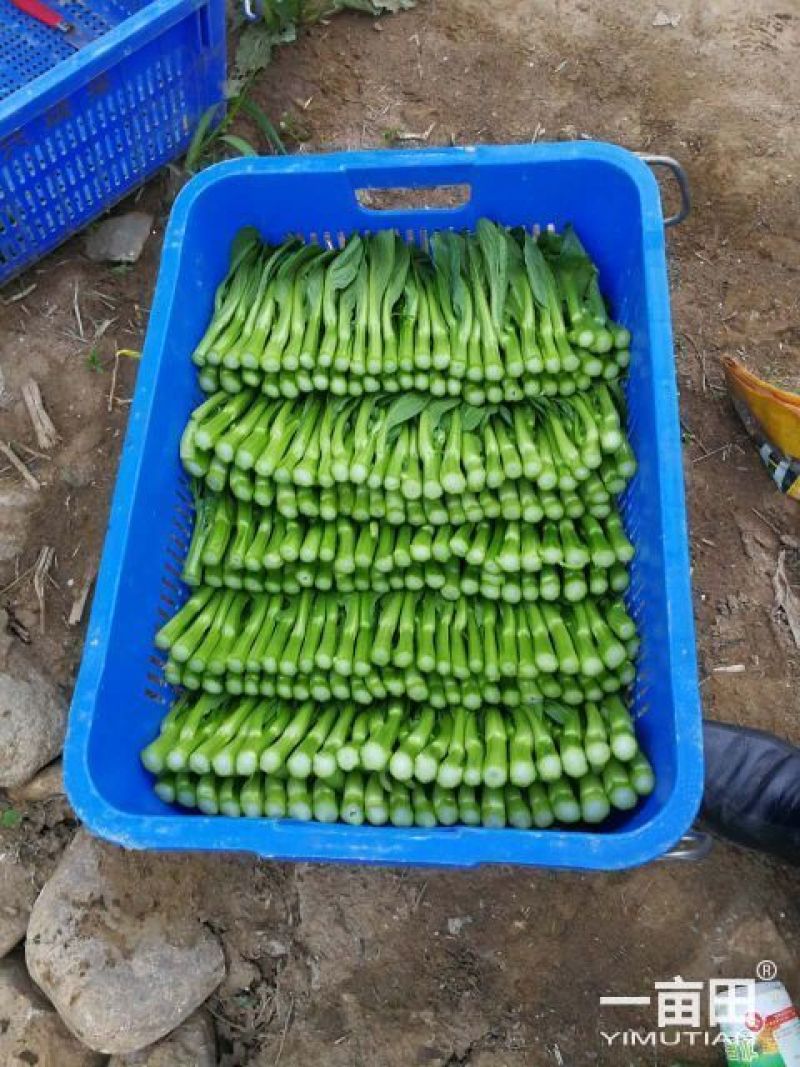 广东菜心