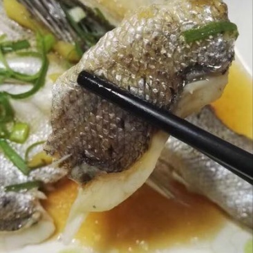 海鲈鱼