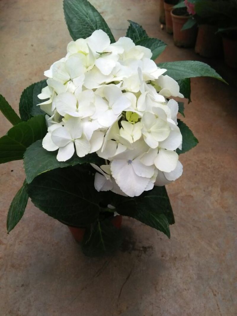 绣球花