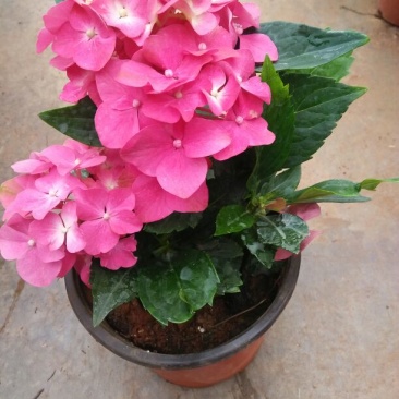 绣球花