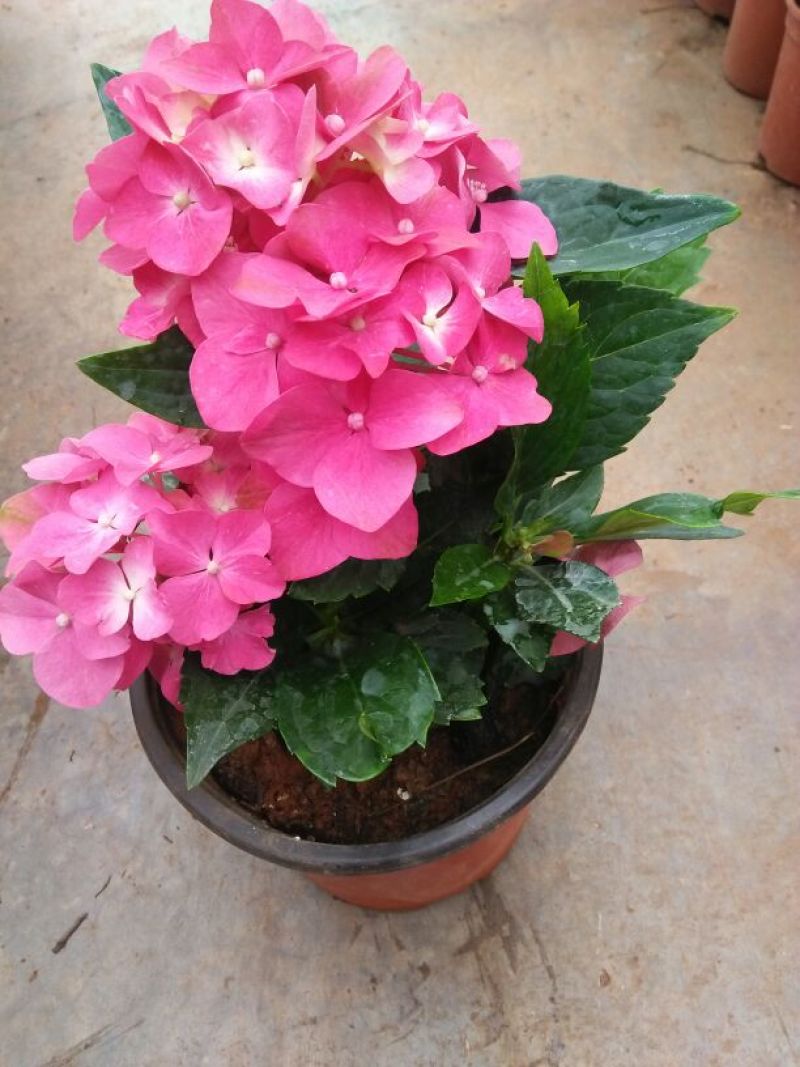 绣球花