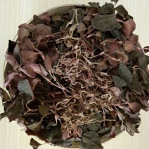 仿野生林下种植金线莲