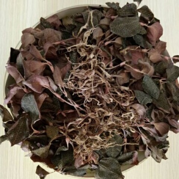 仿野生林下种植金线莲