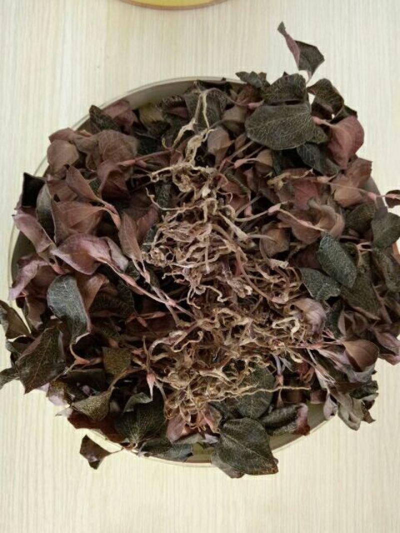 仿野生林下种植金线莲