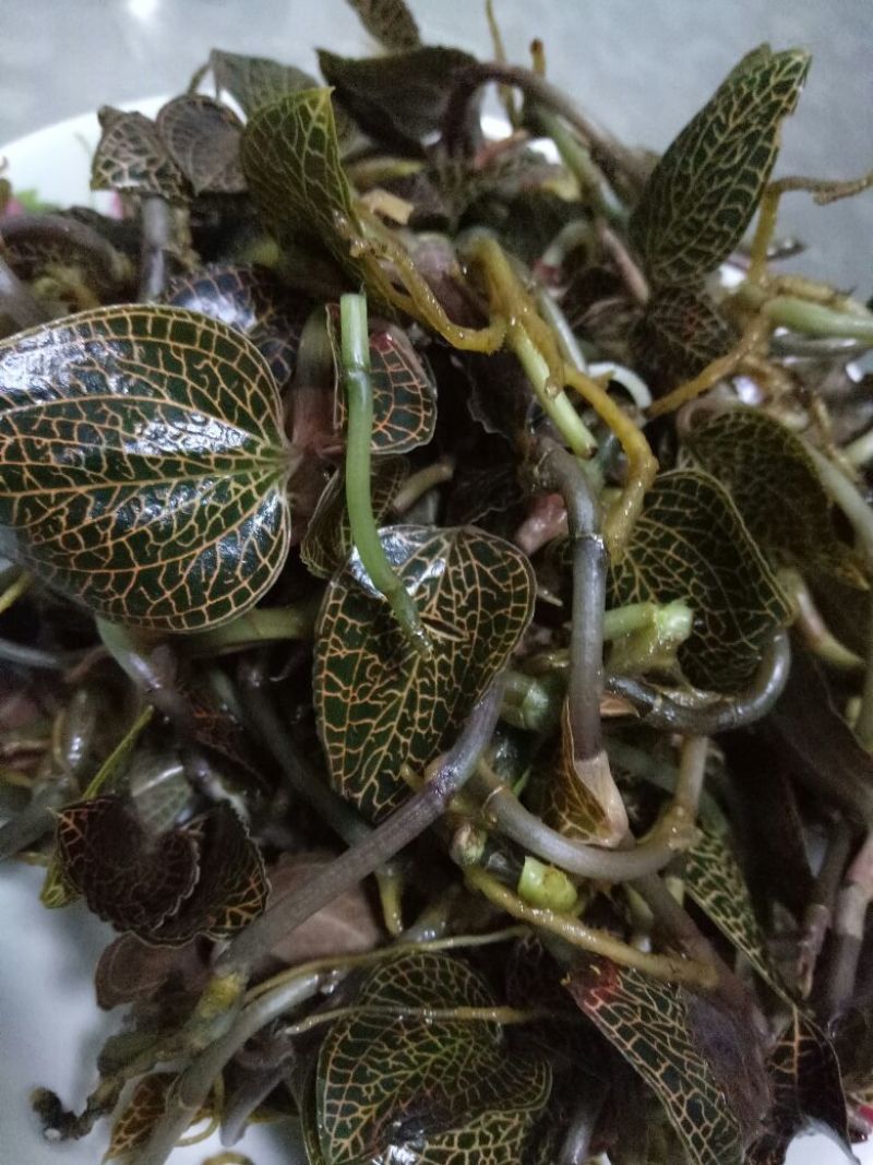 仿野生林下种植金线莲