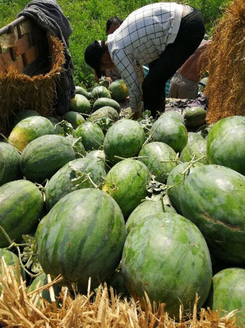 【推荐产品】龙卷风西瓜开封龙卷风西瓜产地直发量大从优