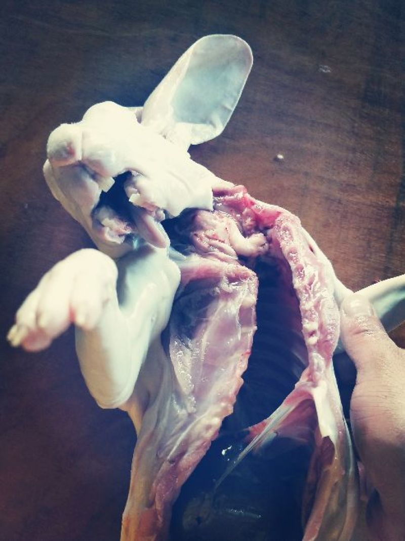 长期出售汤皮兔肉，汤皮兔耳朵，白开水汤