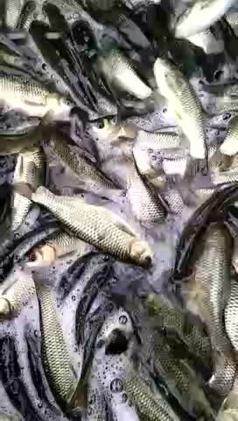 草鱼苗鲤鱼苗黄辣丁苗及各种鱼苗