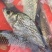 鲫鱼野生