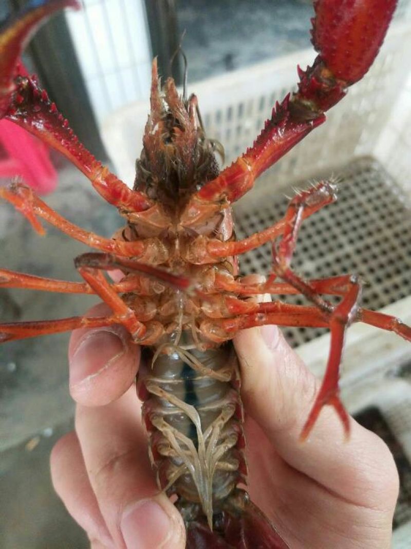 需要虾子客户可以联系我