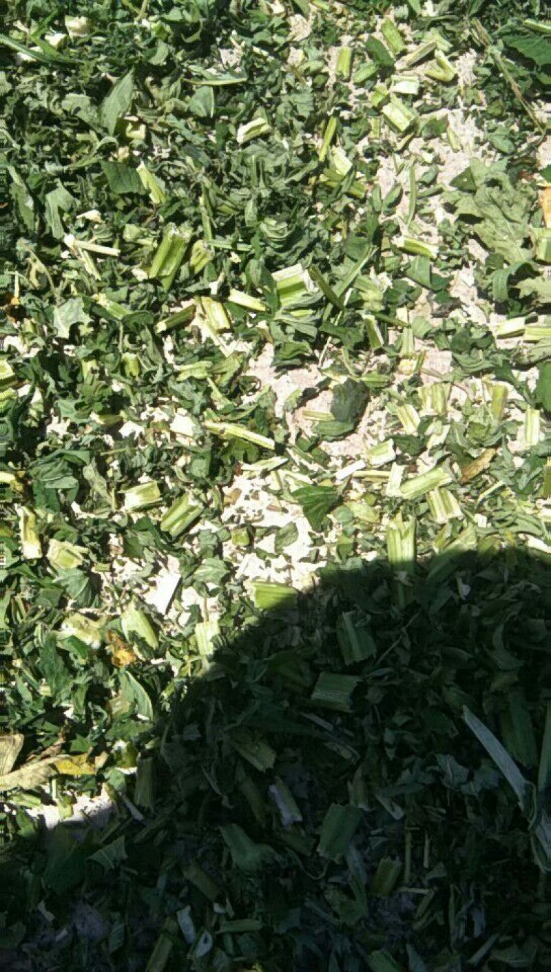益母草