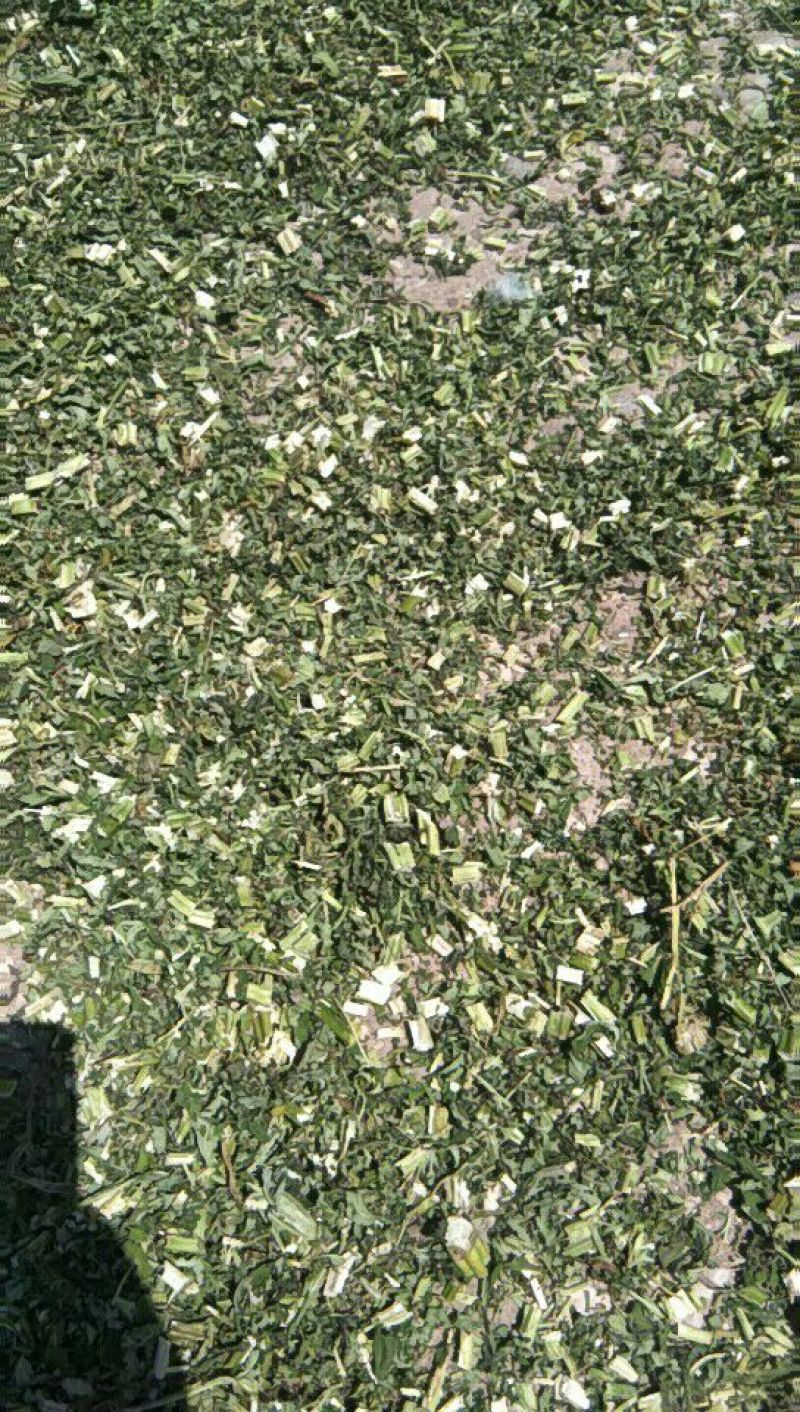 益母草
