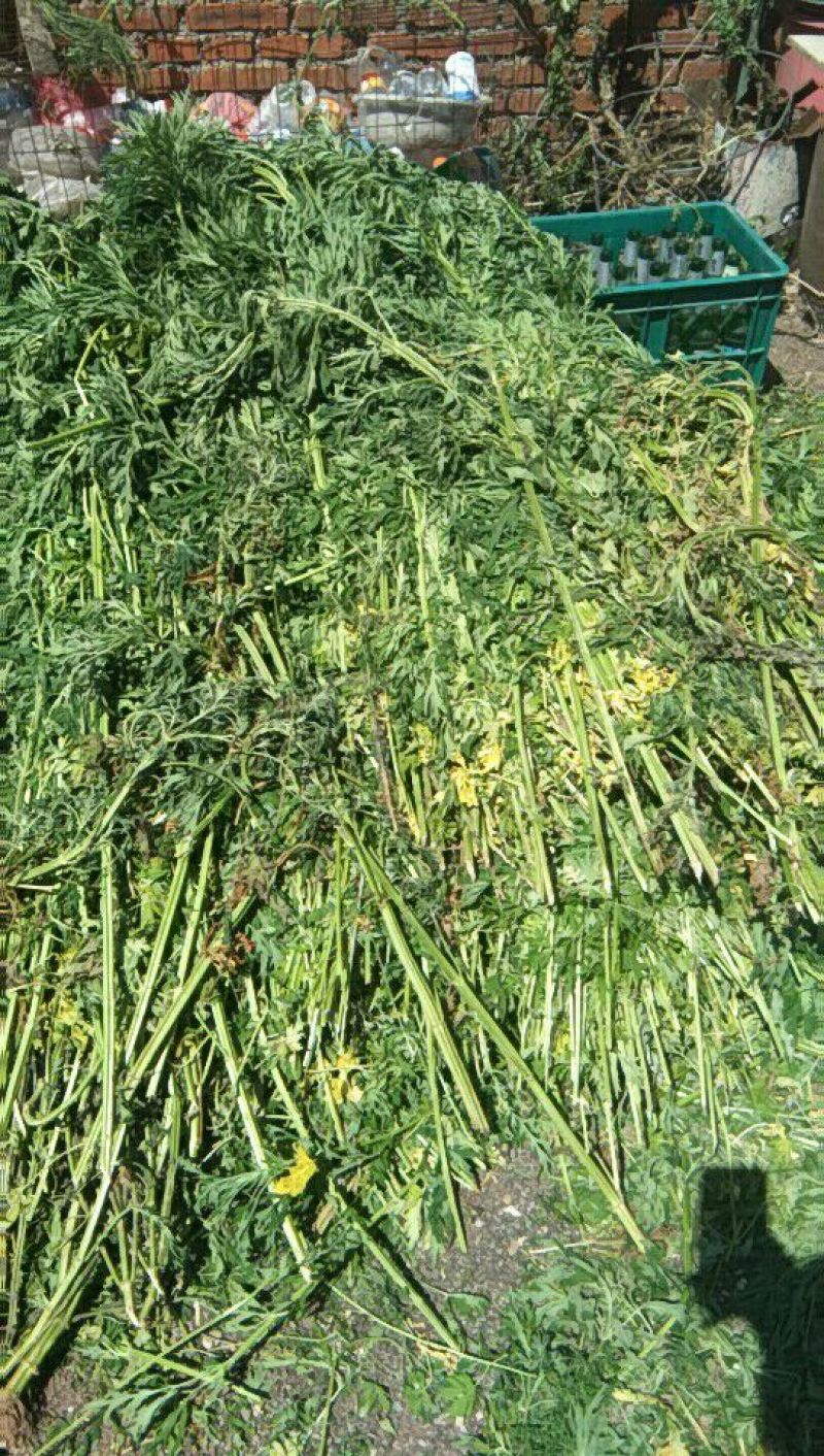 益母草