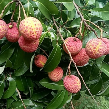 新鲜荔枝