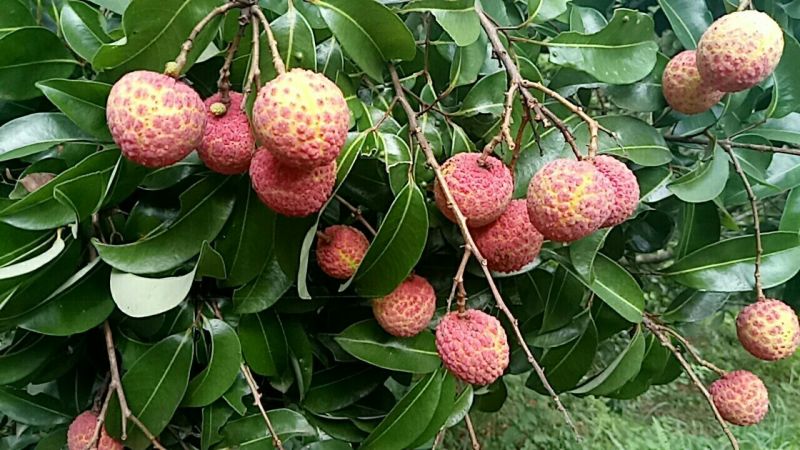 新鲜荔枝