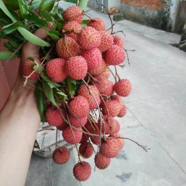 桂味，鸭头绿多