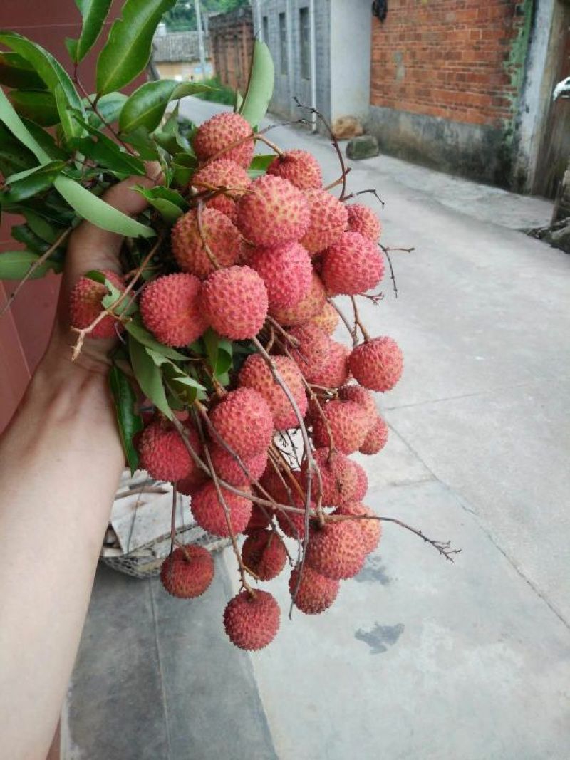 桂味，鸭头绿多