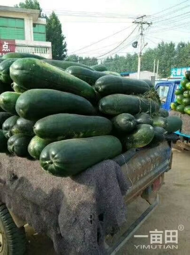 子弹头-黑皮冬瓜-基地直供-货源充足-保证质量。