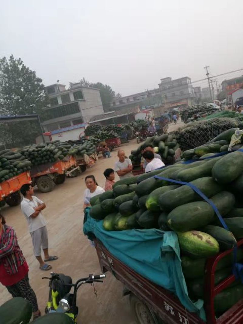 子弹头-黑皮冬瓜-基地直供-货源充足-保证质量。