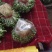 豆瓣菜绿色食品