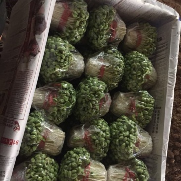 豆芽包装10~15cm