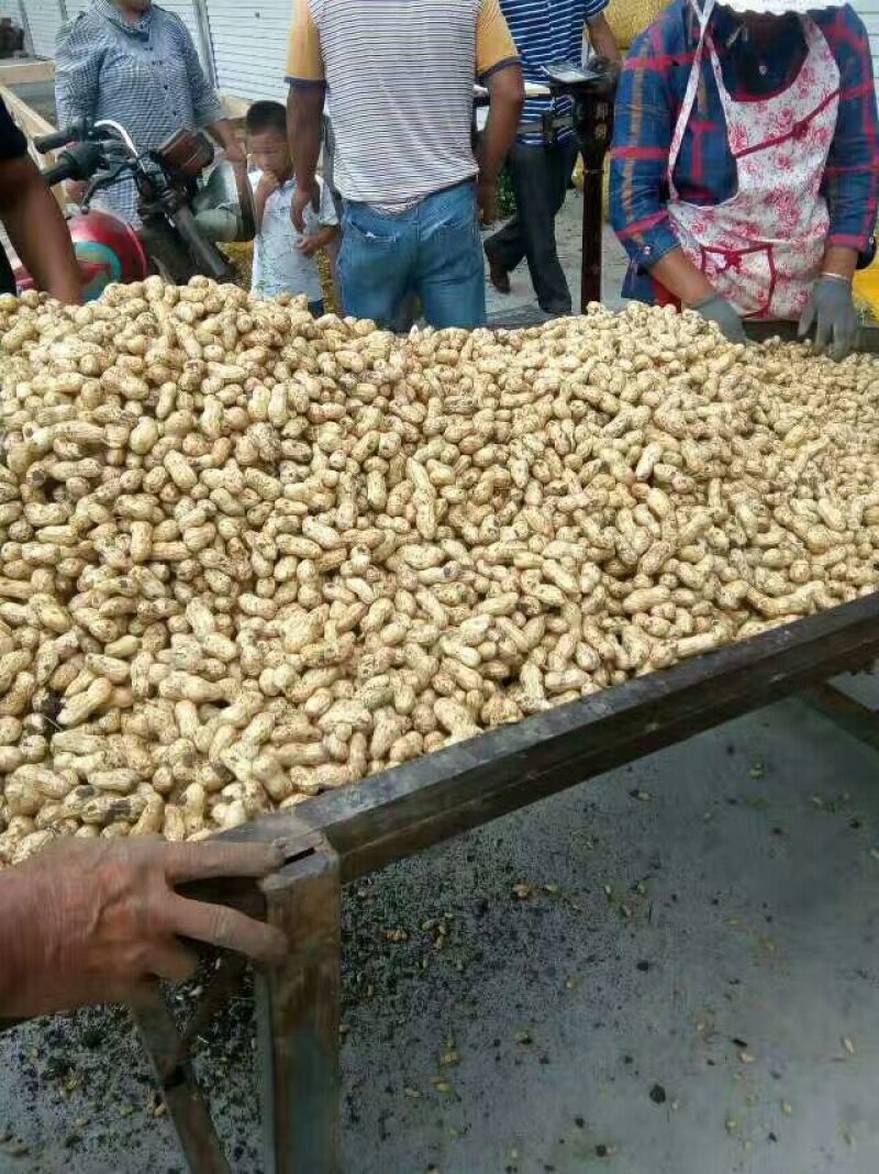 鲜花生。白沙花生带壳。湿花生！！！黑土地白沙花生